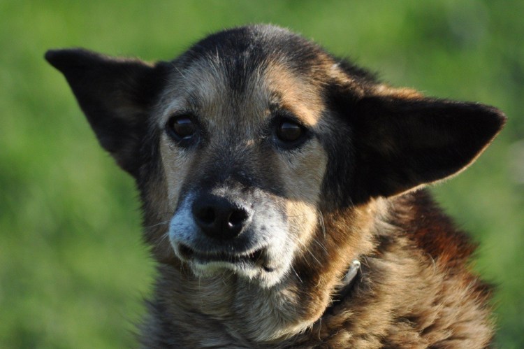 Западно Сибирский двортерьер
