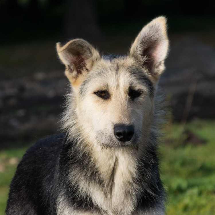 Порода собак двортерьер