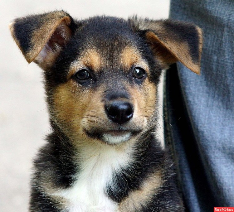 Карликовый двортерьер