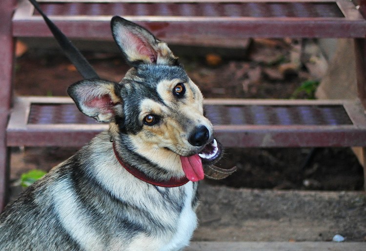 Собачка дворняжка