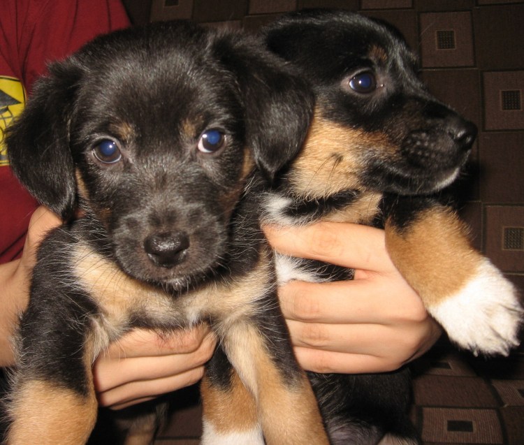 Порода собак двортерьер