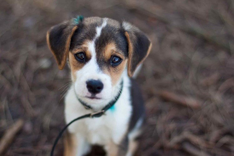 Беспородная собака дворняжка