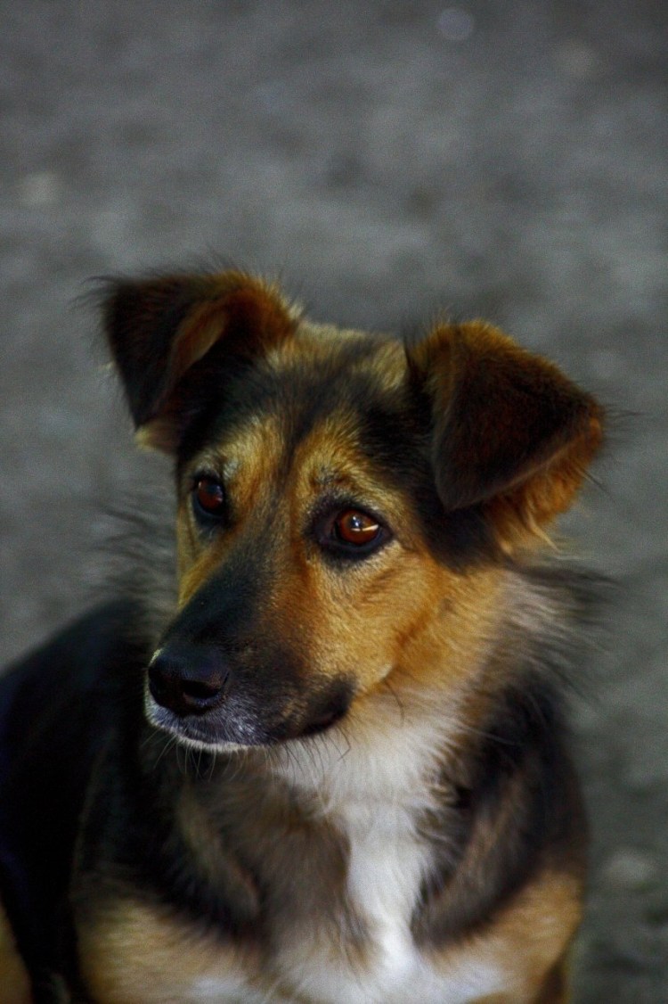 Королевский двортерьер