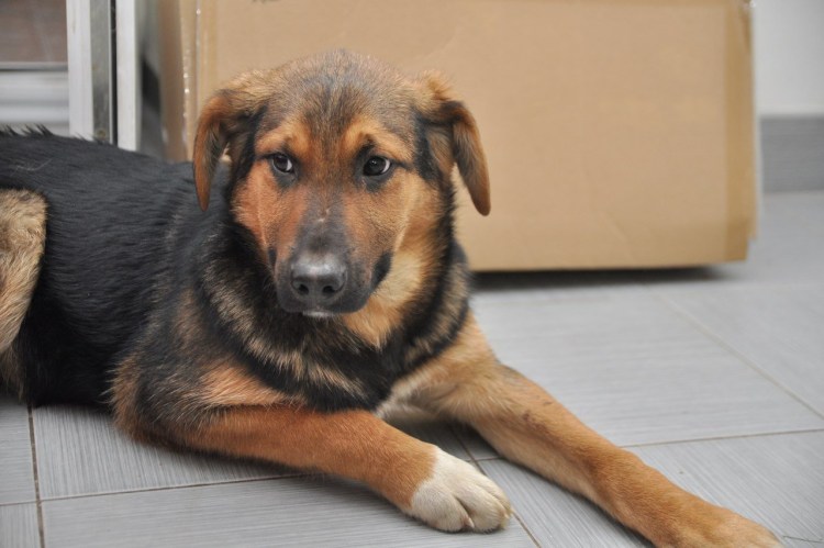 Терьер дворняга