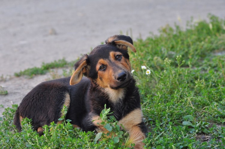 Двортерьер щенки