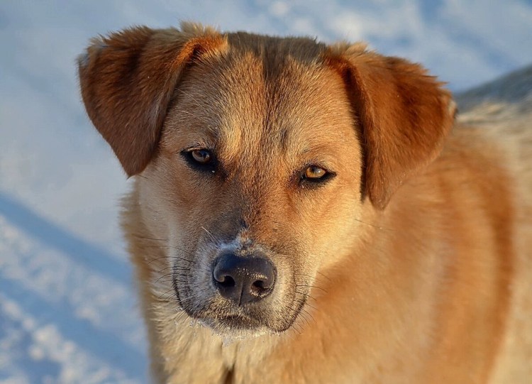 Порода собак дворняга