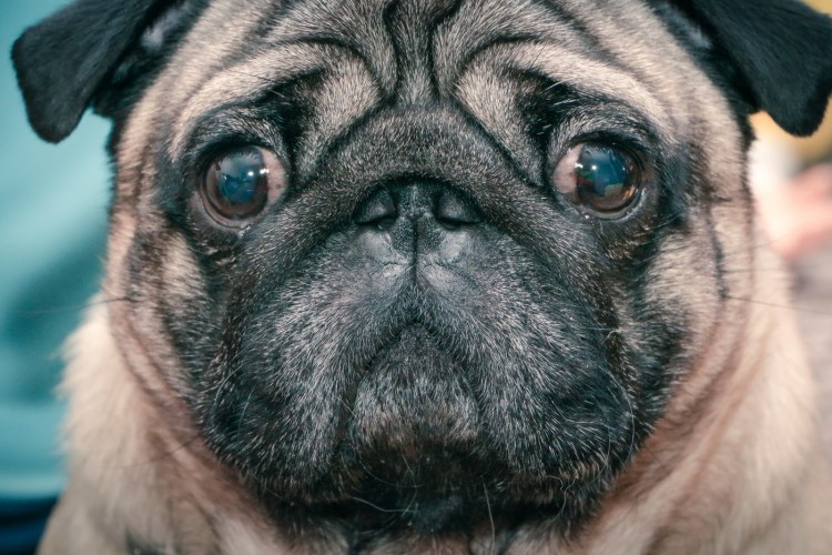 Мопс с высунутым языком