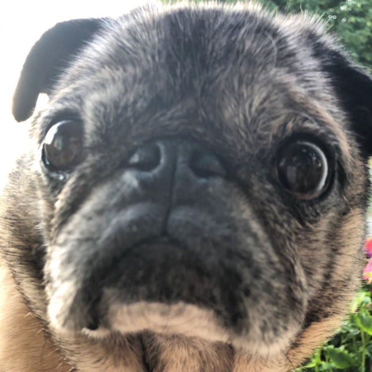 Собаки мопсы косоглазые