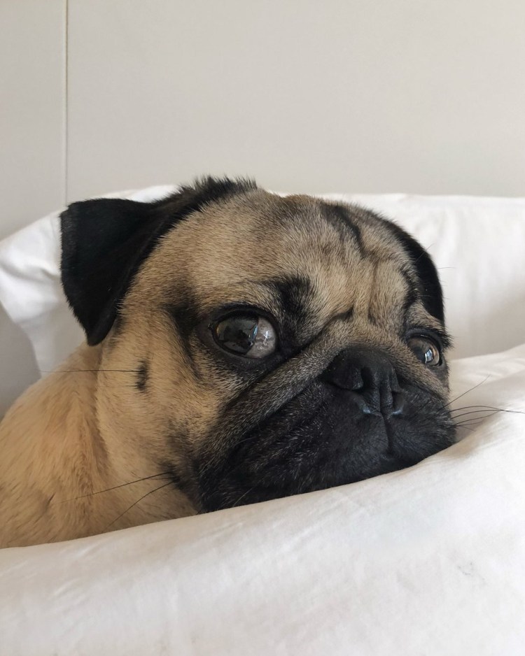 Злобный Мопс