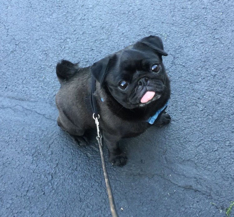 Зеленоглазый Мопс