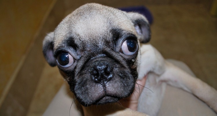 Кто такой Мопс гусеница