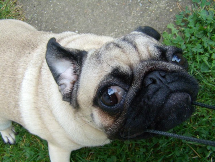 Мопс с бабочкой