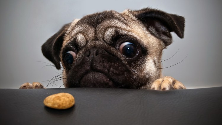 Прикольные морды собак