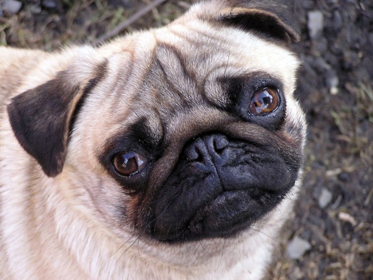 Морда МОПСА