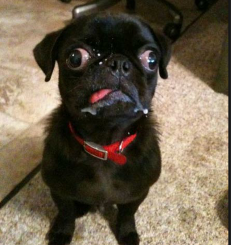 Ужасный Мопс