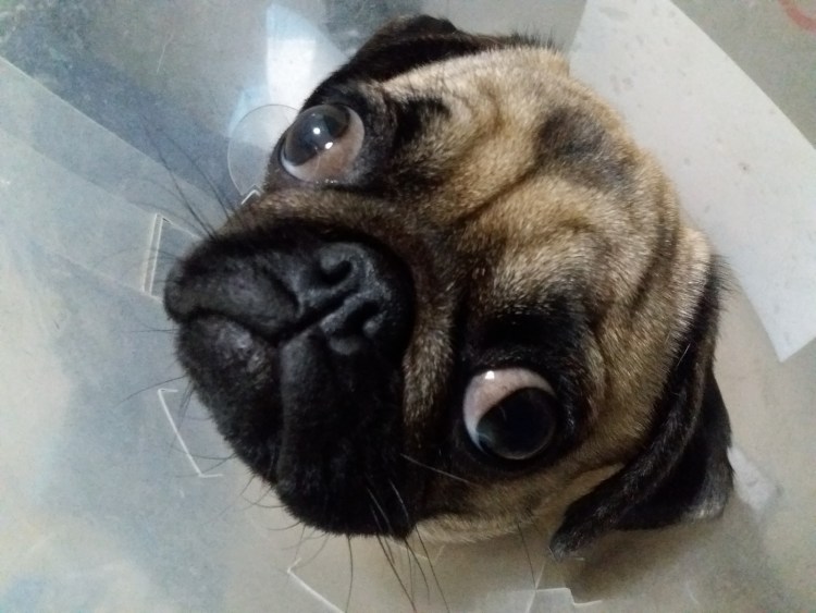 Тибетский Мопс