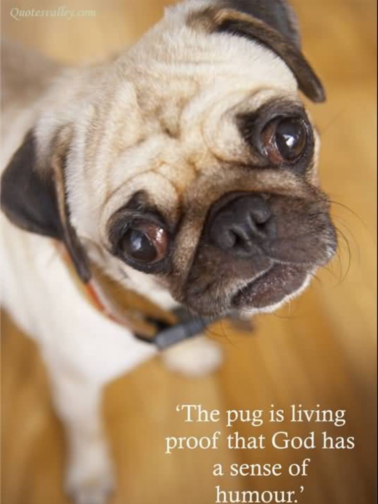 Мопс гладкошерстный