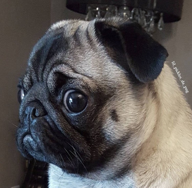 Аллергия у МОПСА на морде