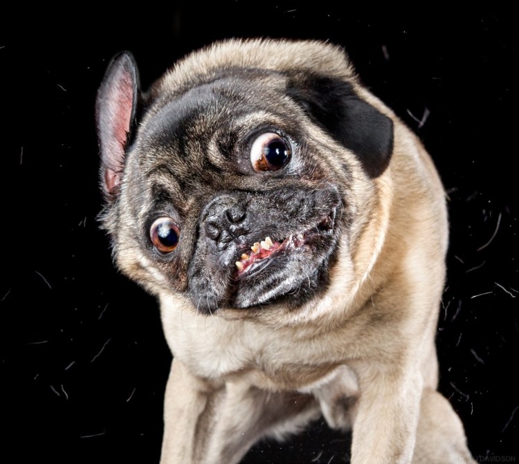 Мопс Франклин