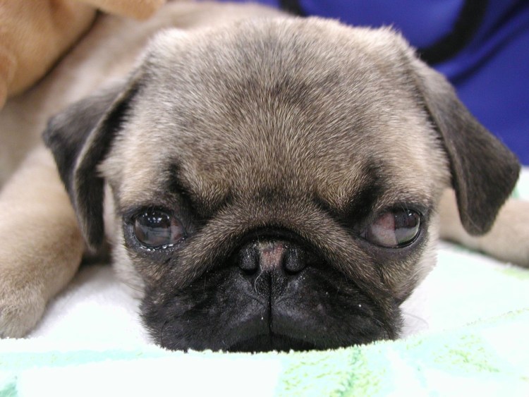 Косые собаки