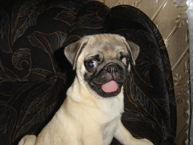 Злой Мопс в профиль