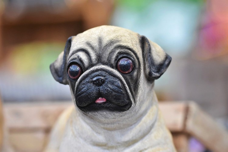 Мопс с косоглазием