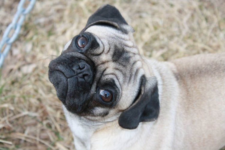 Мопс самец