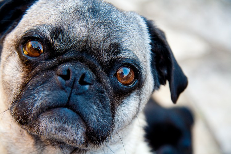 Мопс и китайская хохлатая