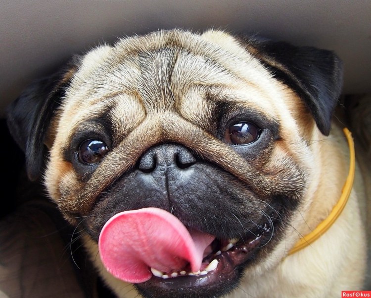 Мордашка МОПСА