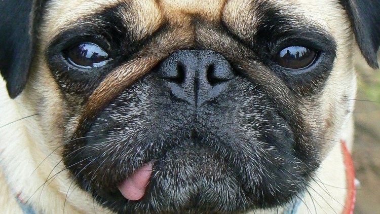 Мопс Шерлок Холмс