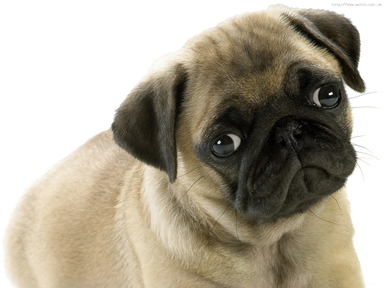 Сердитый Мопс
