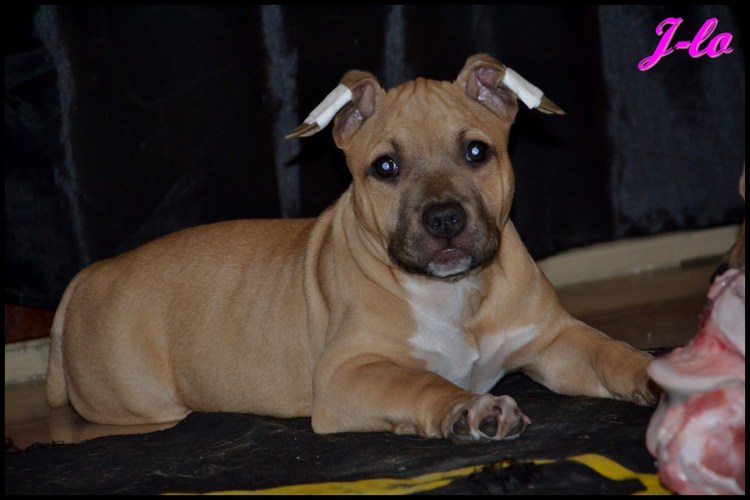 Стаффордширский терьер лиловый