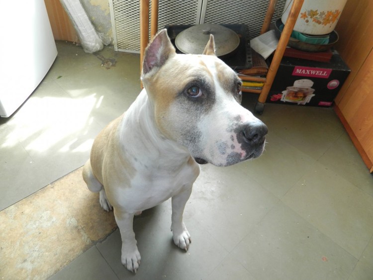 Голубо-палевый тигровый Стаффорд