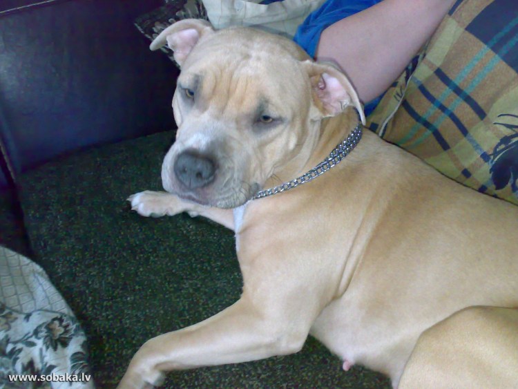 Голубой стаффордширский терьер