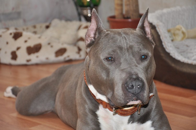 Стаффордширский терьер 63