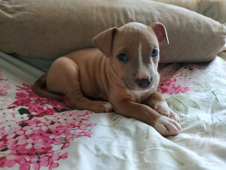 Стаффордширский терьер сука голубая