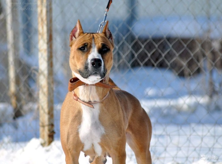 Стаффорд Ричи