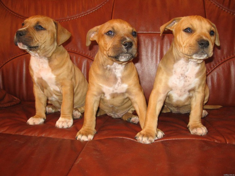 Стаффордширский терьер Цезарь