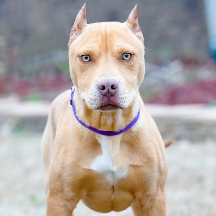 Собаки похожие на амстафф