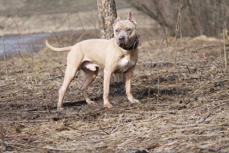 Голубо-палевый стаффордширский терьер