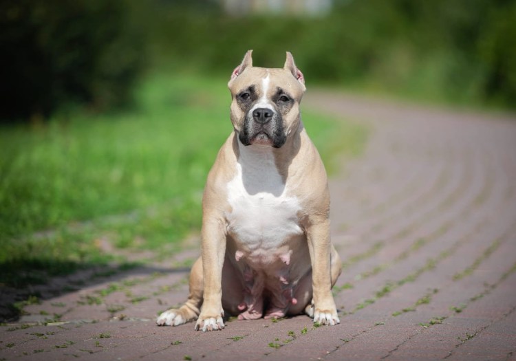 Выставочный стаффордширский терьер