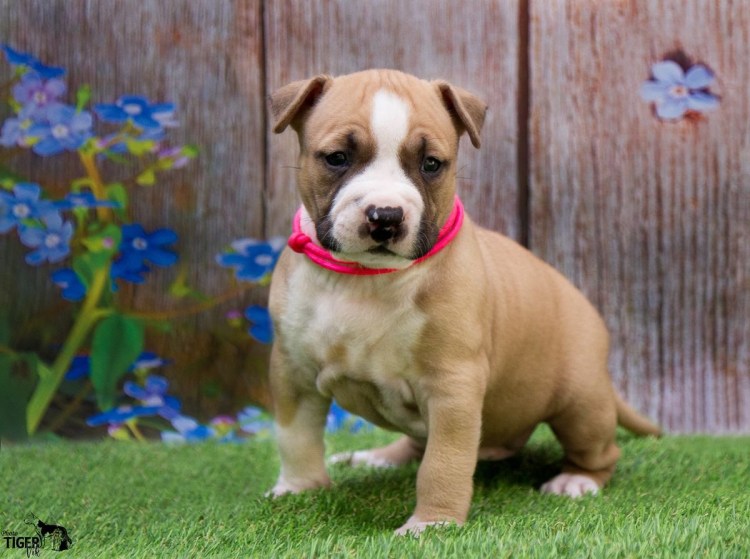 Ам стаффордширский терьер