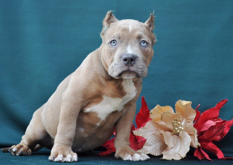 Карликовый стаффордширский терьер