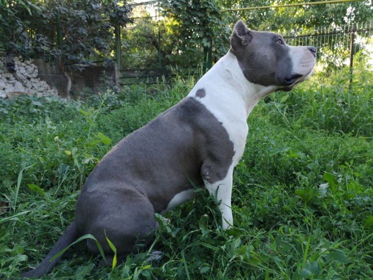 Палевый стаффордширский терьер