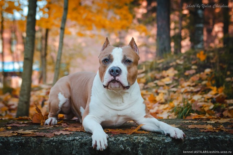 Голубо-палевый стаффордширский терьер