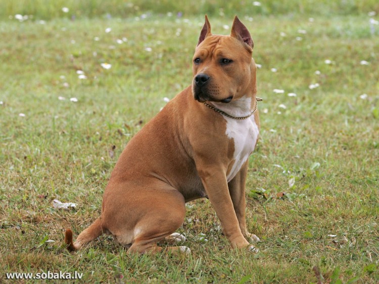 Палевый стаффордширский терьер