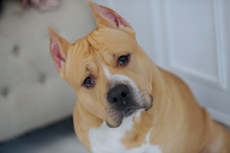 Стаффордширский терьер палевый окрас