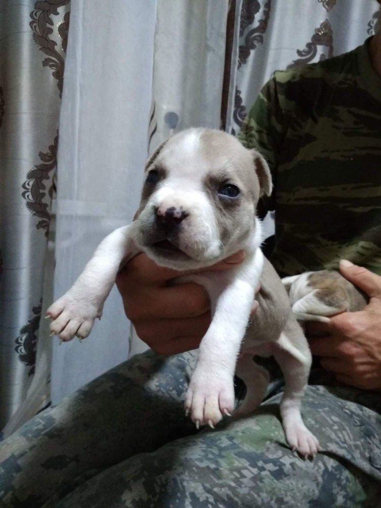 Стафф терьер рыжий