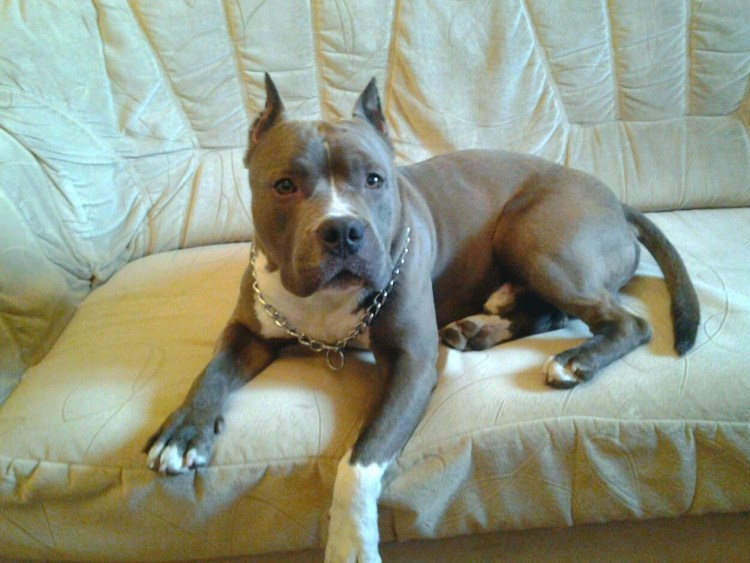 Собака стаффордширский терьер