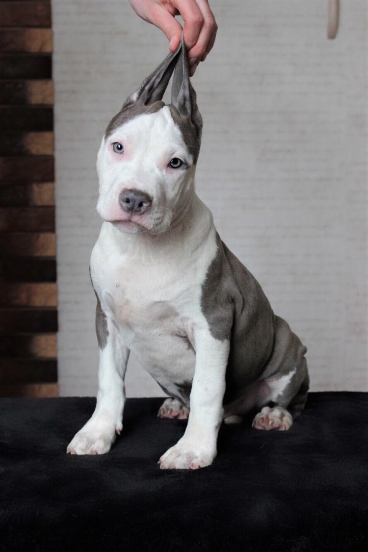 Палевый ред ноуз питбуль